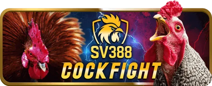 Luật chơi và cách đặt cược đấu gà bz66 game rõ ràng